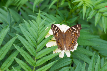  Butterflies in summer