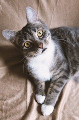 funny cat with questioning look - gray tabby domestic pet looking up at camera