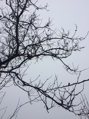 Leafless trees, photos of cloudy weather