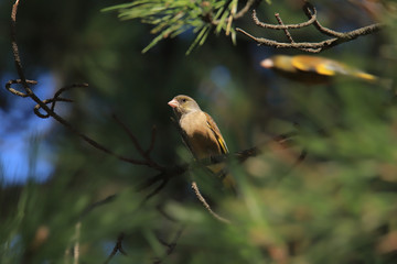 カワラヒワ　Oriental Greenfinch