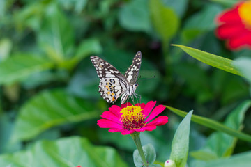  Butterflies in summer