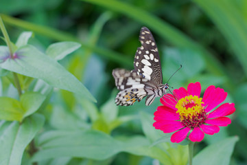  Butterflies in summer