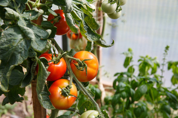 Fresh tomatoes ripening in the greenhouse