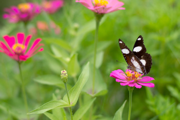  Butterflies in summer