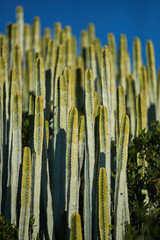 many long cacti 