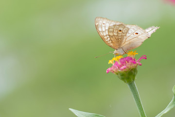  Butterflies in summer