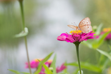  Butterflies in summer