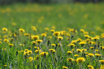 yellow dandelions in the meadow with green grass