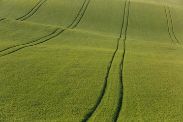 Agricultural land with fresh crops