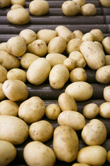 Fresh, cleaned and sorted potatoes on a conveyor belt