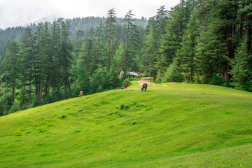 Fototapeta na wymiar Green meadows in himalayas, Great Himalayan National Park, Sainj Valley, Himachal Pradesh, India