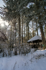 Place for rest into the woods