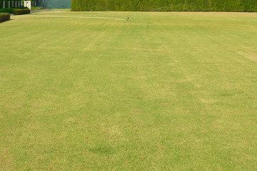 Fototapeta premium wide green grass ground of public park, green lawn. Scenic view of a garden with a large open green grass lawn