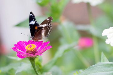  Butterflies in summer