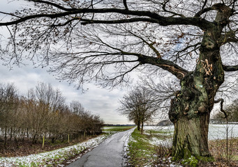 Fototapeta na wymiar The natural monument pollard willow tree in Moers, Germany