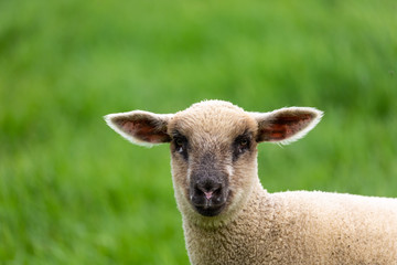 Naklejka na ściany i meble Lamb on grass field