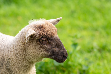 Obraz premium Lamb on grass field