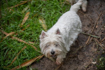 fox terrier