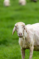 Sheep on grass field