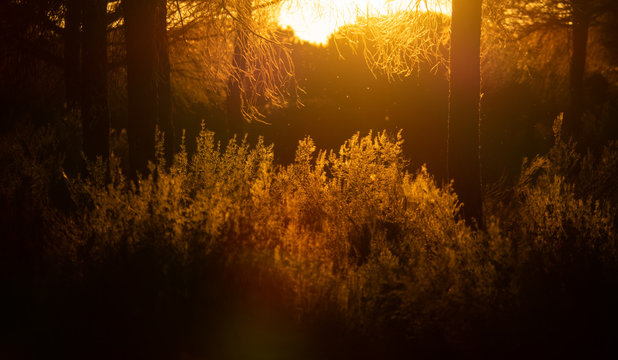 Orange sunset behind the bush and trees