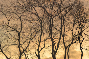 Silhouette trees in during sunset, Dry tree with cloudy sky, Blue sky Background,  ancient bare Old tree on bright blue sky, Branches after winter leaves.