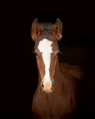 Obraz premium Foal Horse