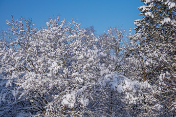Picturesque Snow Scene 