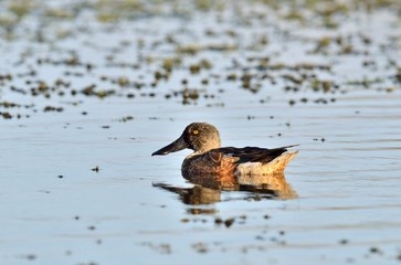 A male Shoveler - Anas clypeata, Crete