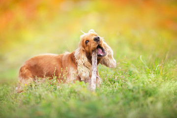 English cocker spaniel rest outdoor in autumn park