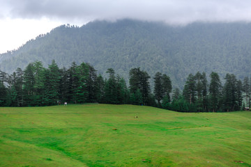 Fototapeta na wymiar Green Meadow Surrounded by Deodar Tree in Himalayas, Sainj Valley, Shahgarh, Himachal Pradesh, India