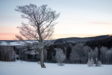 Winterlandschaft mit verschneitem Baum