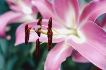 Stamen and pistil of pink flower lilies close up. Abstract Nature background.  Curve of Lily...