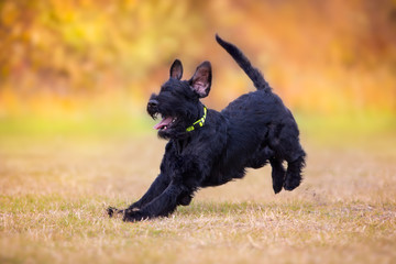  Giant Schnauzer dog play in fall landscape