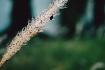 Fototapeta premium Setaria viridis | Bristlegrass | Weedsweed | Foxtail grass