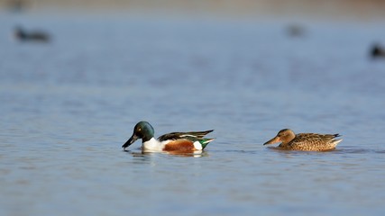 A male Shoveler - Anas clypeata, Crete