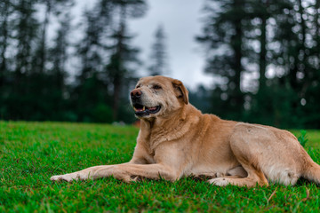 Indian Dog in Green Meadow in Himalayas, Great Himalayan National Park, Sainj Valley, Shahgarh, Himachal Pradesh, India