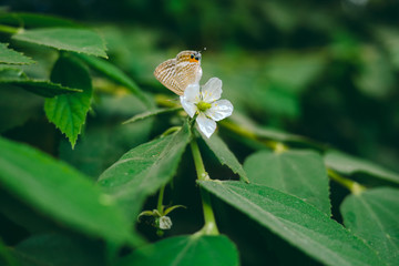 Butterfly on white flower in the nature