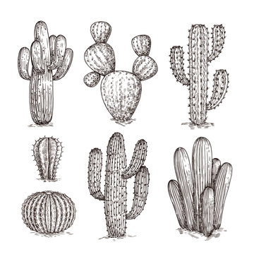 Hand drawn cactus. Western desert cacti mexican plants in sketch style. Cactuses doodle vector set. Illustration of wild cactus with thorn