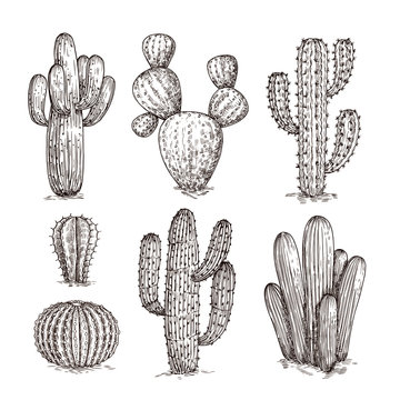 Hand Drawn Cactus Design Vector Download