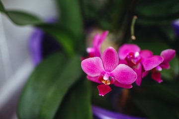 Beautiful orchid flower with green leaves.Orchids close up.