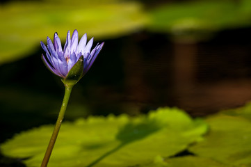 The beautiful purple lotus flower or water lily reflection with the water in the pond.The reflection of the white lotus with the water lake 