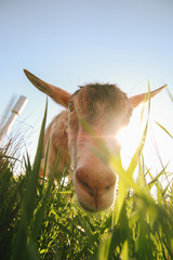 goat at sunset