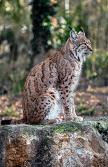 Lynx. Latin name - Lynx lynx	