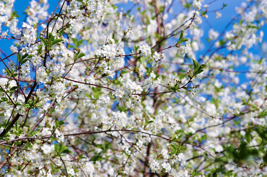Bloomimg Spring Garden