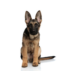seated black and brown german shepard looks up