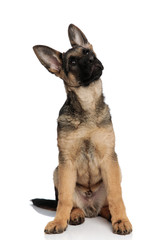 cute german shepard looks up to side while sitting