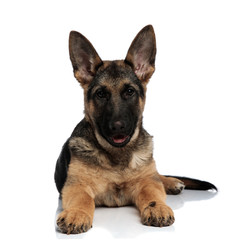 adorable sheepdog lying with mouth open and tongue exposed