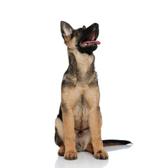 seated german shepard pants and looks up to side