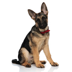 classy german shepard wearing red bowtie sits