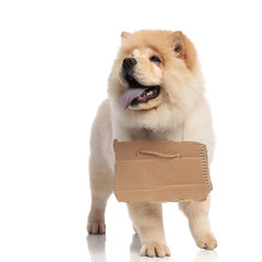 panting chow chow with carton sign looks up to side